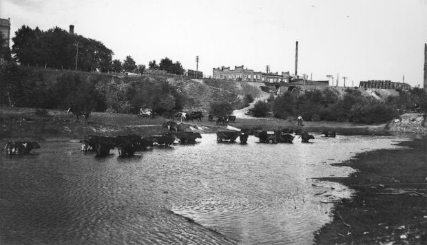 Hometown History: Cattle at Swift Creek